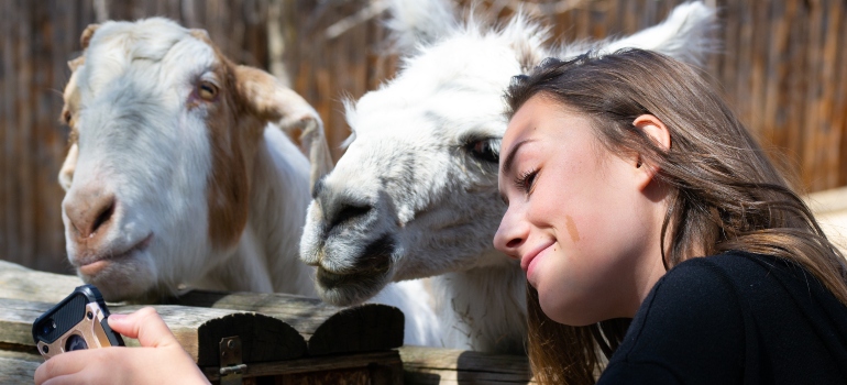 woman taking a selfie with lamas at the zoo