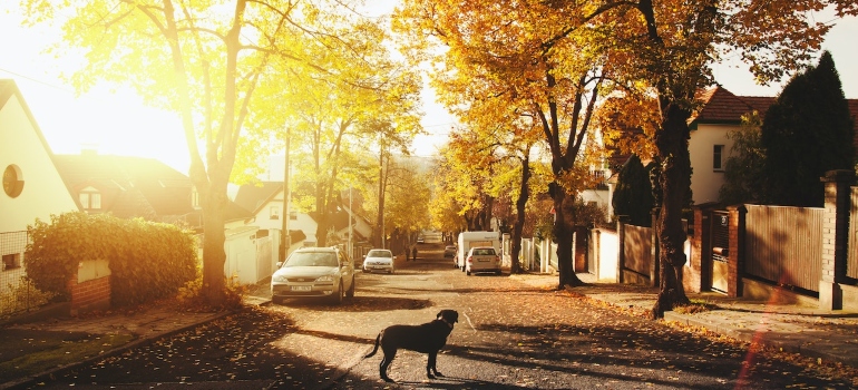 a dog on the street