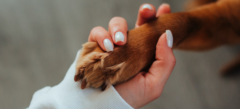 Dog and man shake hands