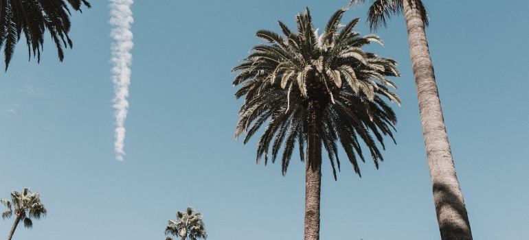 Palms and sky