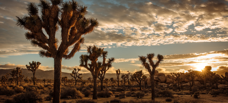 Joshua Tree National Park 