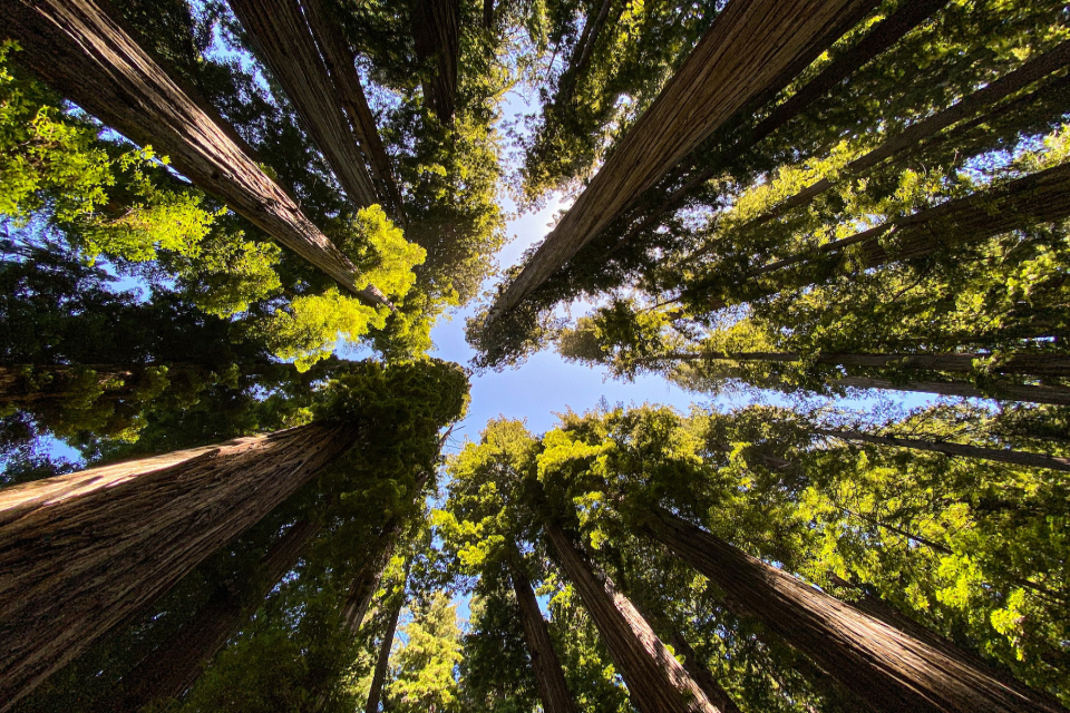 Sequoia tree