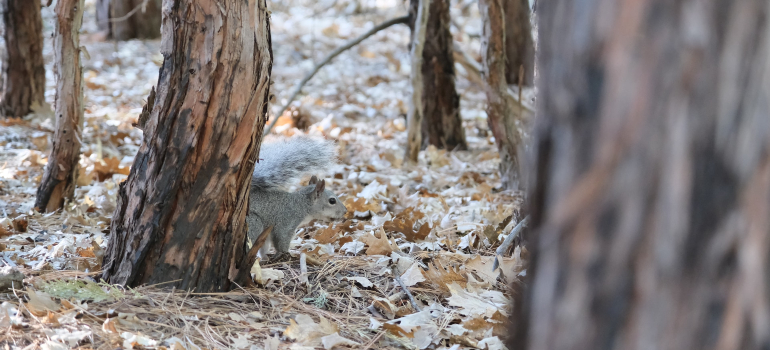 White squirrel in Sequoia & Kings Canyon National Parks in one of Texas's National Parks 