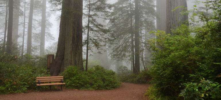 Redwood Forest