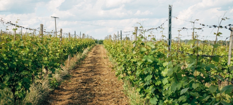 Picture of a vineyard 