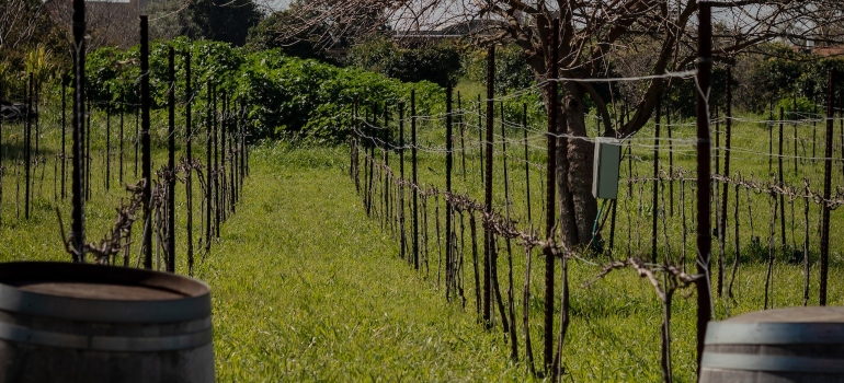 Picture of a vineyard in one of the best wineries in Napa Valley